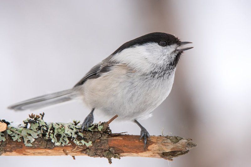 гаичка, коми, печора, птицы, фотоохота Гаичкины портреты фото превью