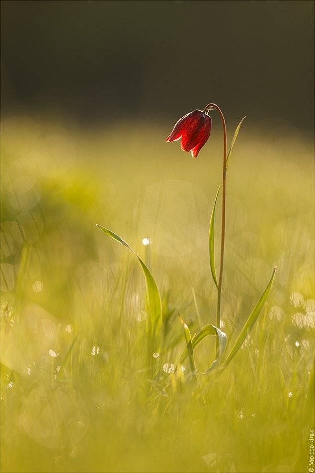 , Илья Михеев