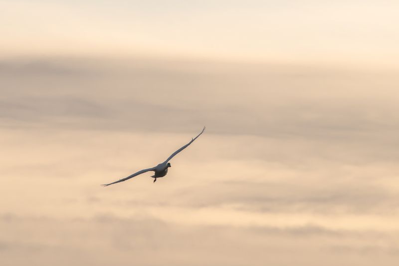 весна, лебеди, канада, калгари, альберта Полет домой фото превью