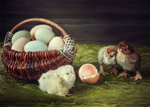 Инкубаторные страсти