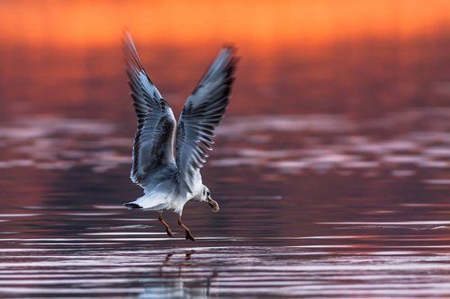 In flight