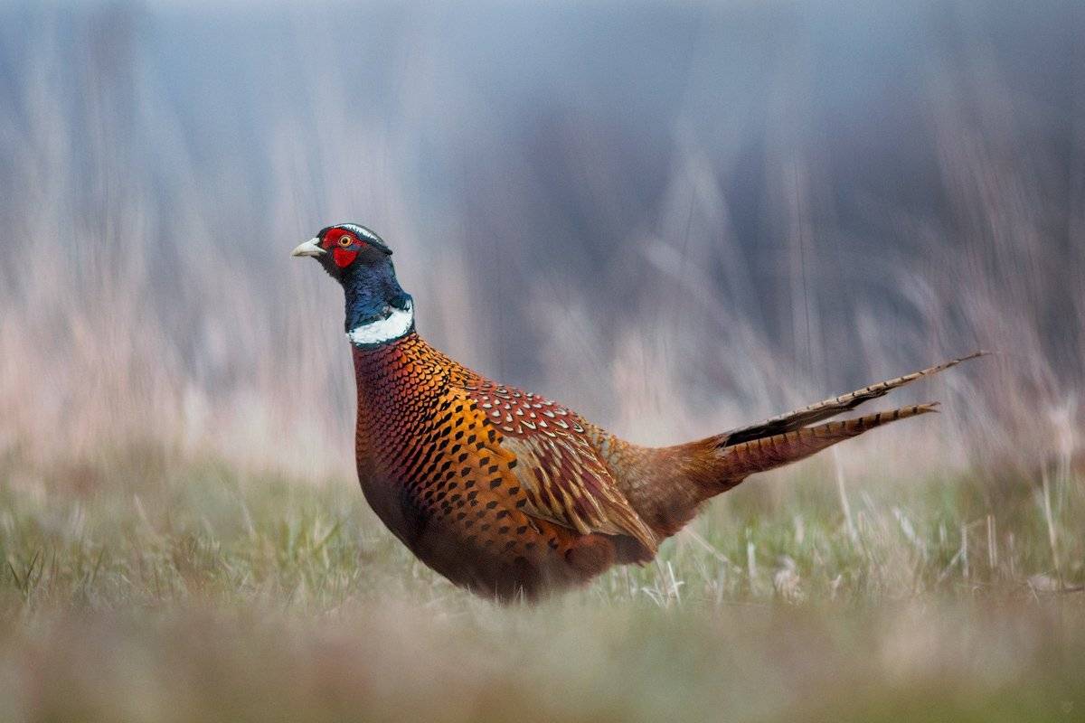 Common pheasant, bird, wildlife, Wojciech Grzanka