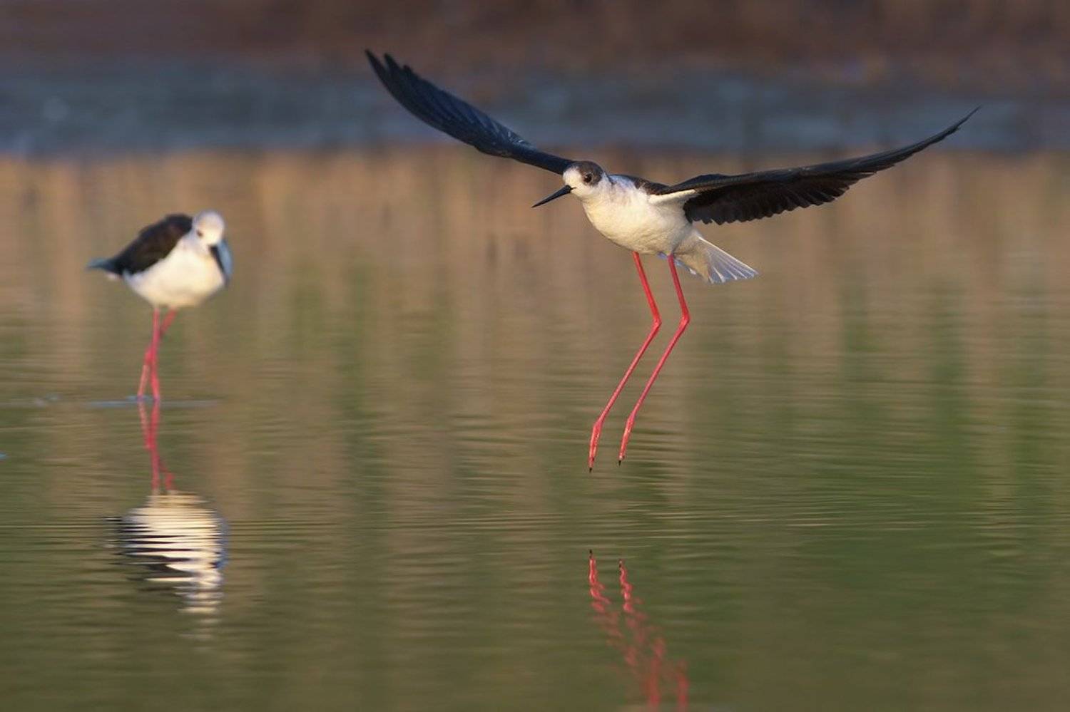 skydragon, кокилобегач, ходулочник, Евгени Стефанов