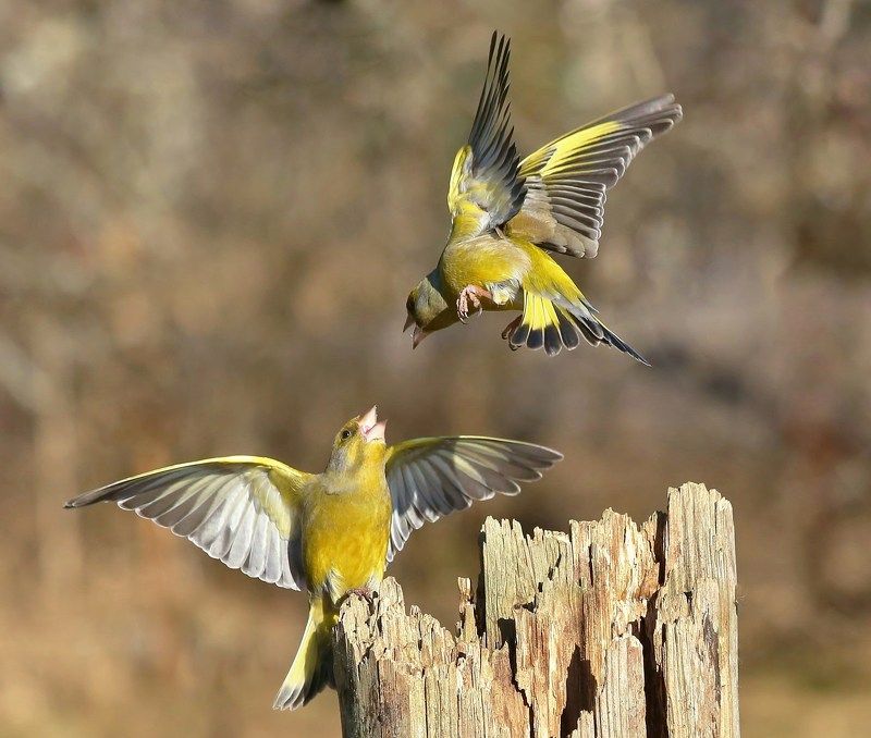 весеннее настроение фото превью