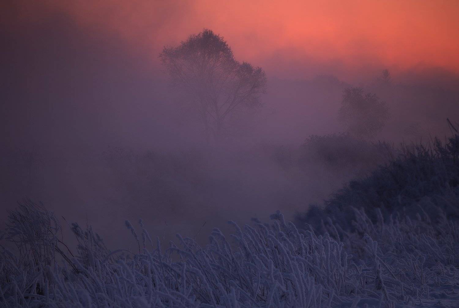 закат, зима, питер, пушкин, река, снег, туман, холод, царское, царское село, пейзаж, Таня SHE (Aiya)
