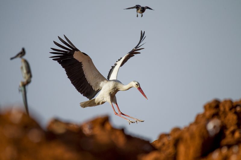 на посадку фото превью