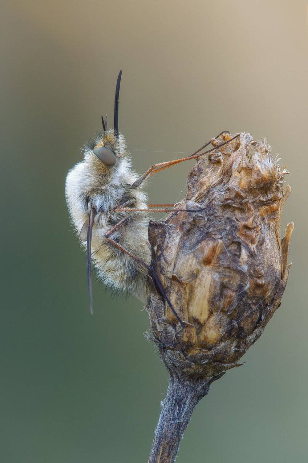 , Кузнецов Дмитрий