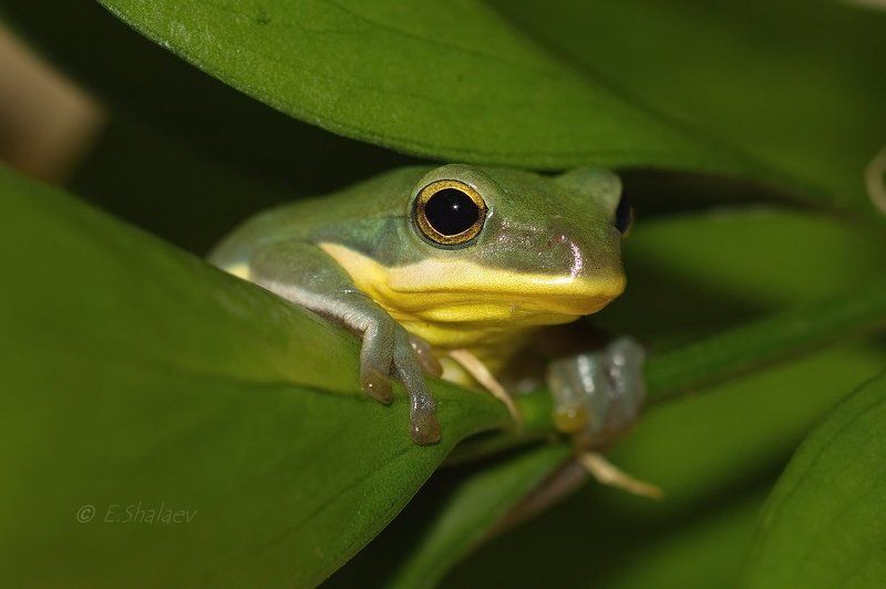 Chinese flying frog, Frog, Rhacophorus dennysi, Амфибии, Веслоног, Исполинский веслоног, Квакша, Лягушка Исполинский веслоног фото превью
