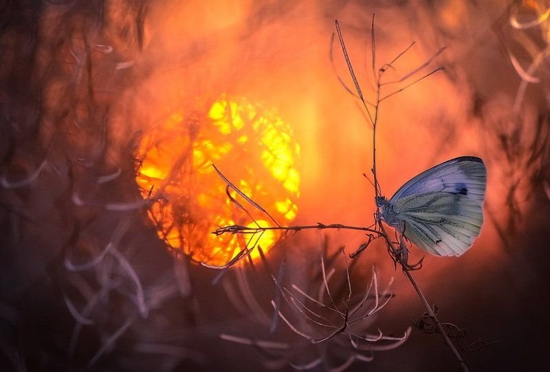 …Я подарю своим друзьям из сердца солнышка кусочек. фото превью