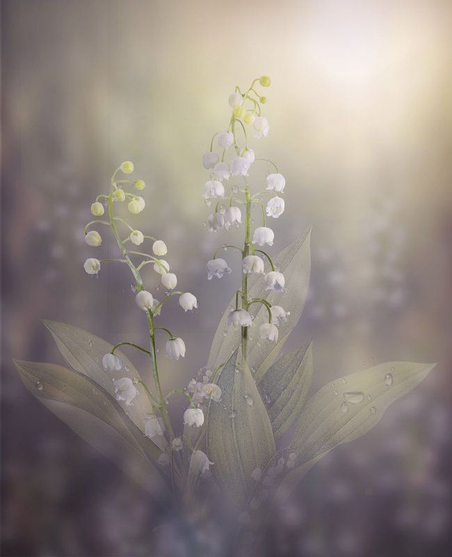 восход, ландыш, цветы белые Ландыши фото превью