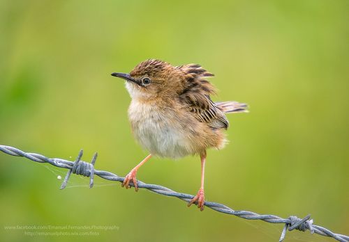 Fuinha-dos-juncos (Cisticola juncidis)