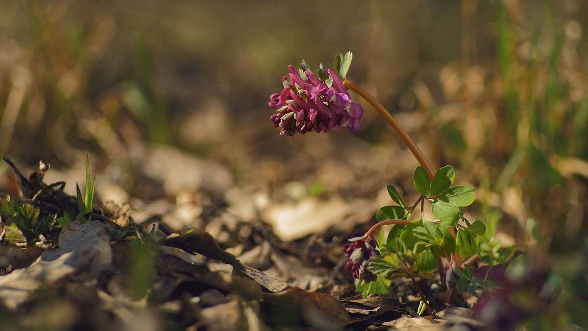 Corydalis solida, Хохлатка плотная, Роман Рысь