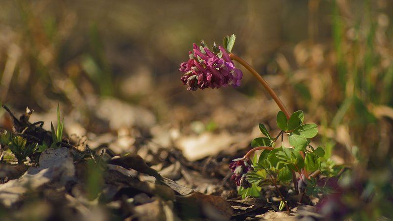 Corydalis solida, Хохлатка плотная Хохлатка плотная фото превью