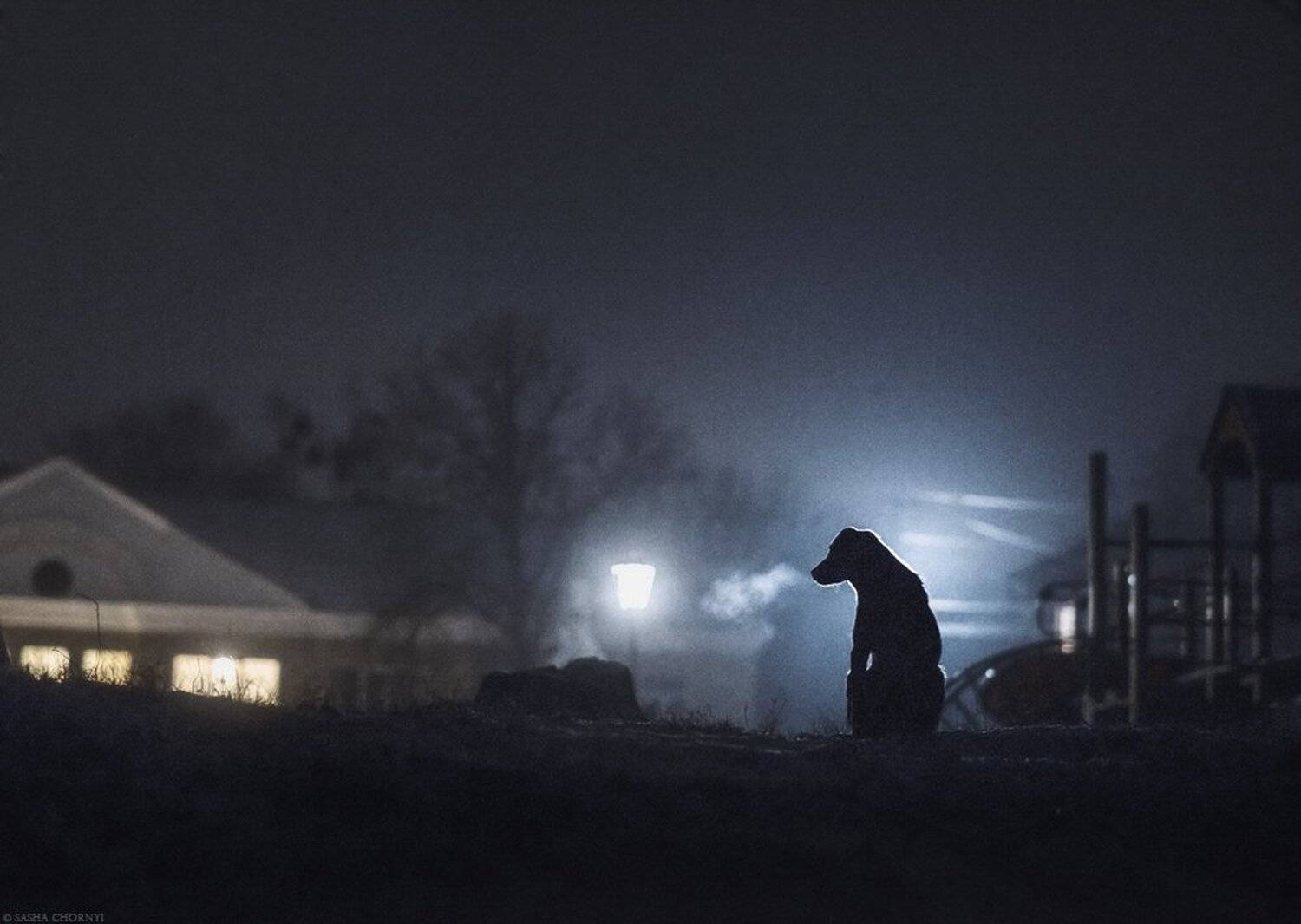 город, грусть, коростышев, ночь, пейзаж, собака, украина, Александр Чорный