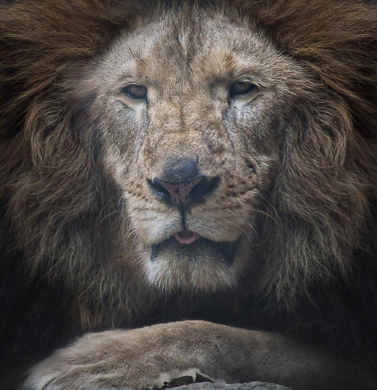 Animals фото превью