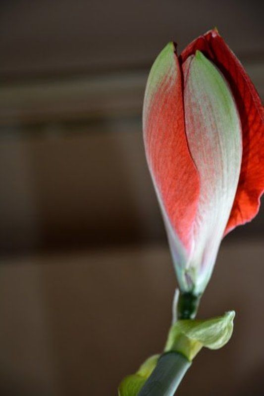 гиппеаструм, род амариллисовые, сказка, цветок, красота, из легенды Жила-была Нимфа... фото превью