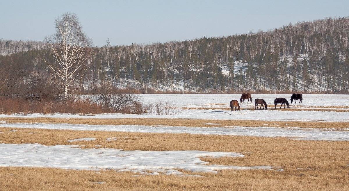 , Николай Морский