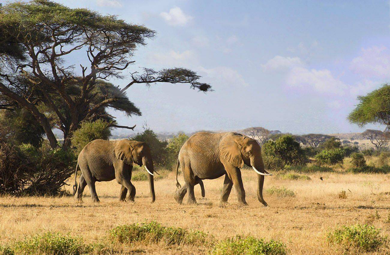 слоны, саванна, сафари. двое, парочка, Марина Мудрова