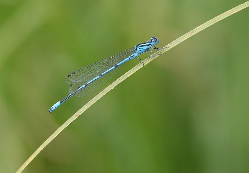 Стрелка фото превью