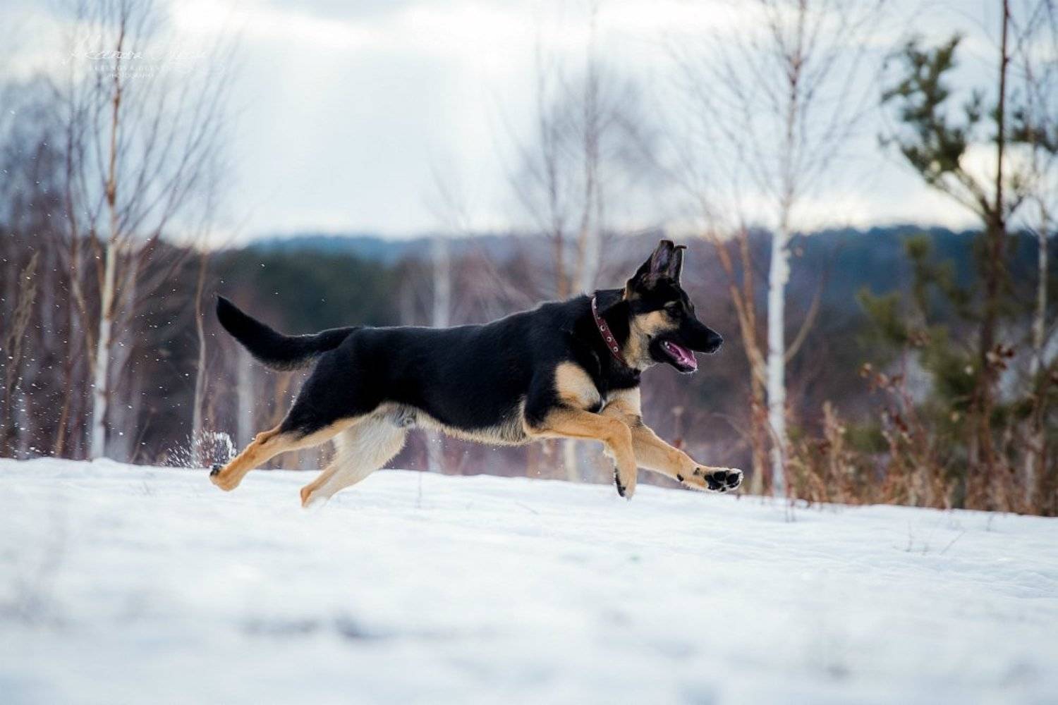 , Аксёнова Олеся