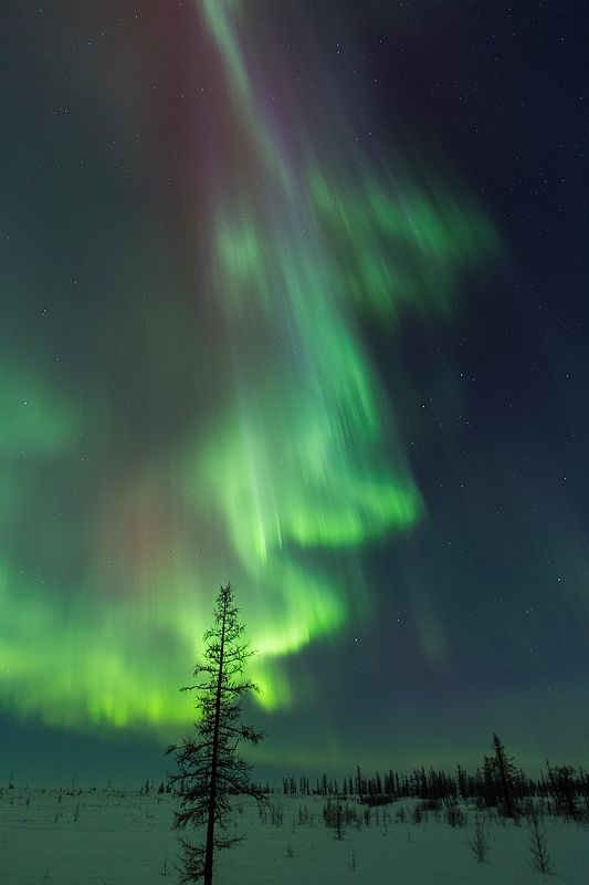 Лиственница с ленточкой фото превью