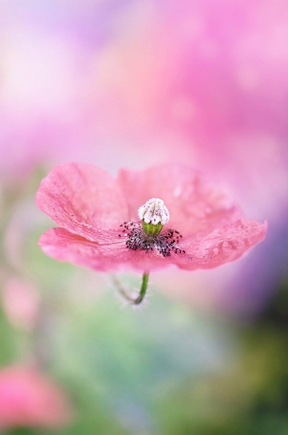 antrisolja,nature,macro,beauty,poppy,, antrisolja - Татьяна Татаренок