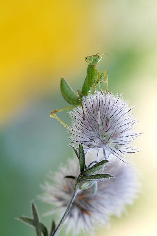 Царь горы фото превью
