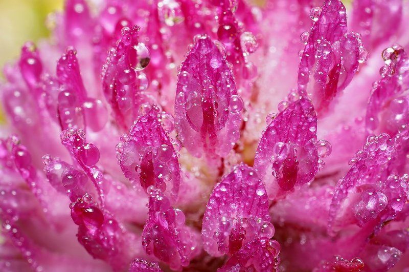 Дождь, Капли, Клевер, Макро, Печора Розовое настроение фото превью