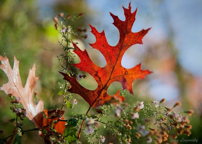 Осеннее / Fallen leaves фото превью