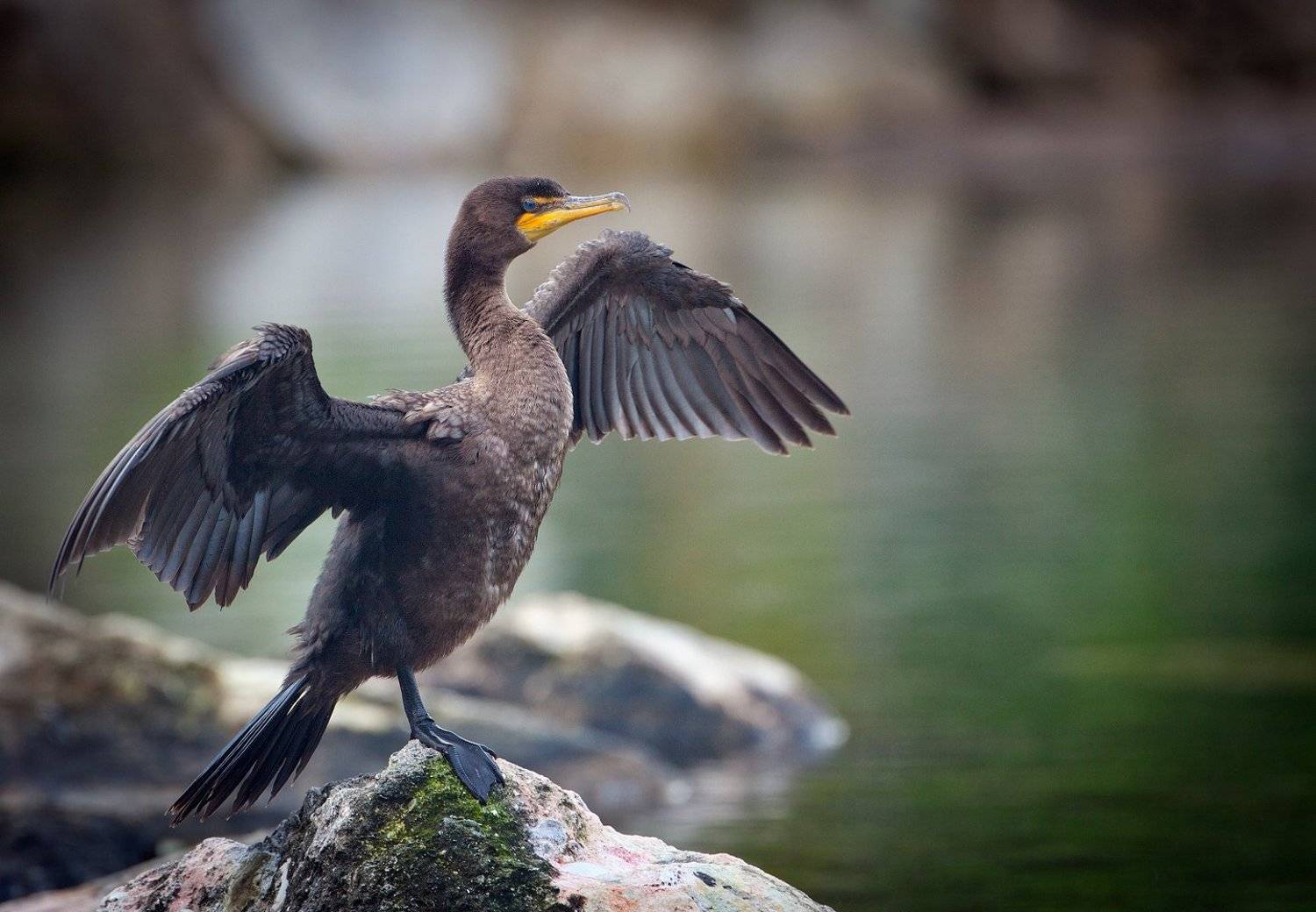 , Андрей Канышев