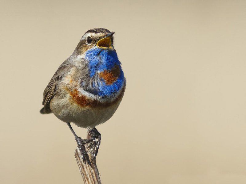 Варакушка Bluethroat. фото превью