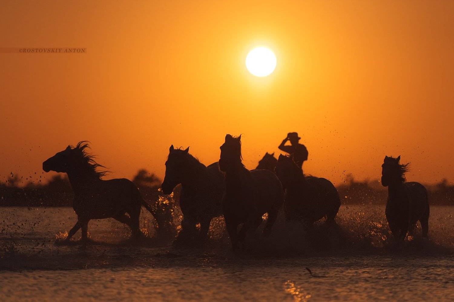 камарг, лошадь, жеребец, Франция, France, Camargue, nikon, triplaunch,, Антон Ростовский