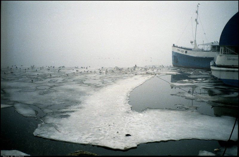 Грачи прилетели. фото превью