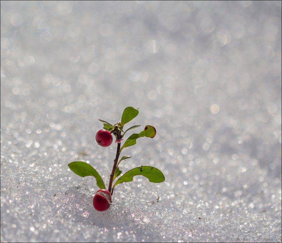 , Бурлов Андрей