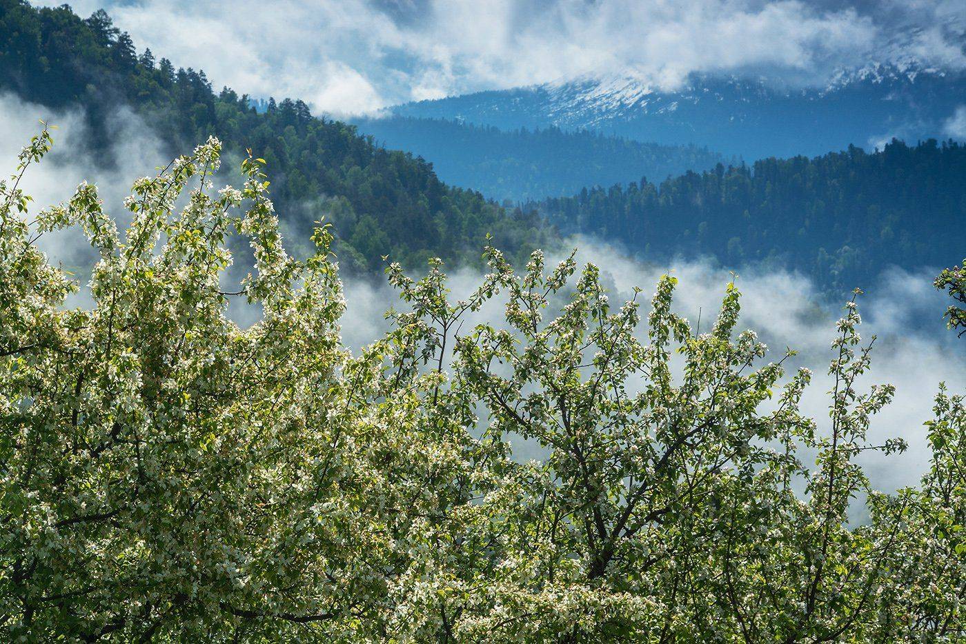 altai, siberia, алтай, сады, сибирь, хребет корбу, яблони, яйлю, Павел Филатов