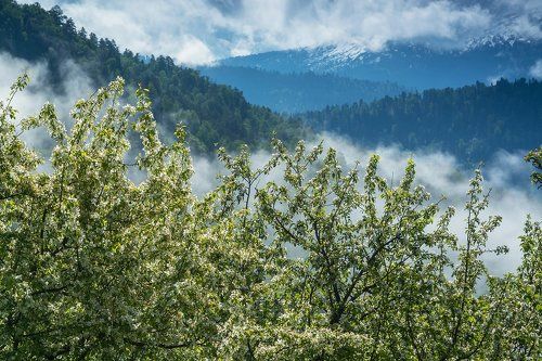 Цветы, туманы и тайга