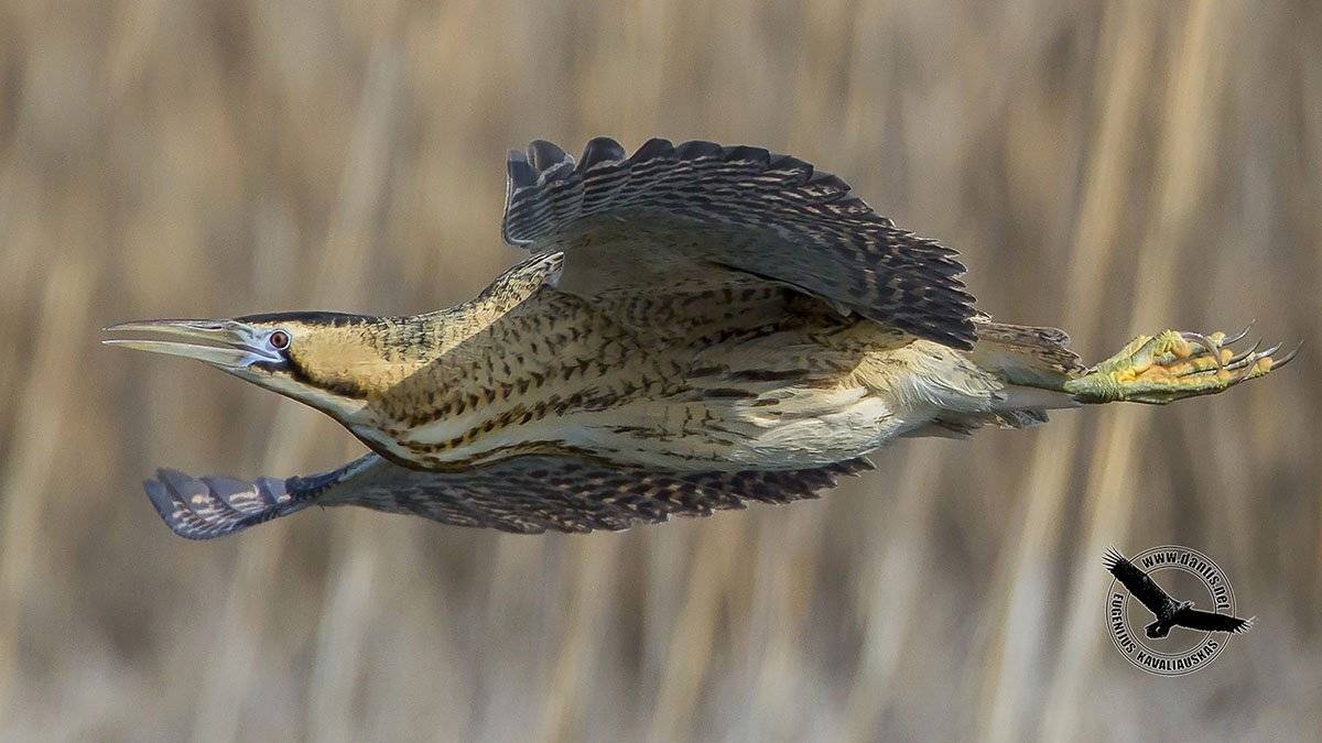 Большая выпь, Rallus aquaticus, Water Rail, Eugenijus Kavaliauskas