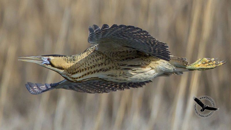 Большая выпь, Rallus aquaticus, Water Rail Демонстрация фюзеляжа фото превью