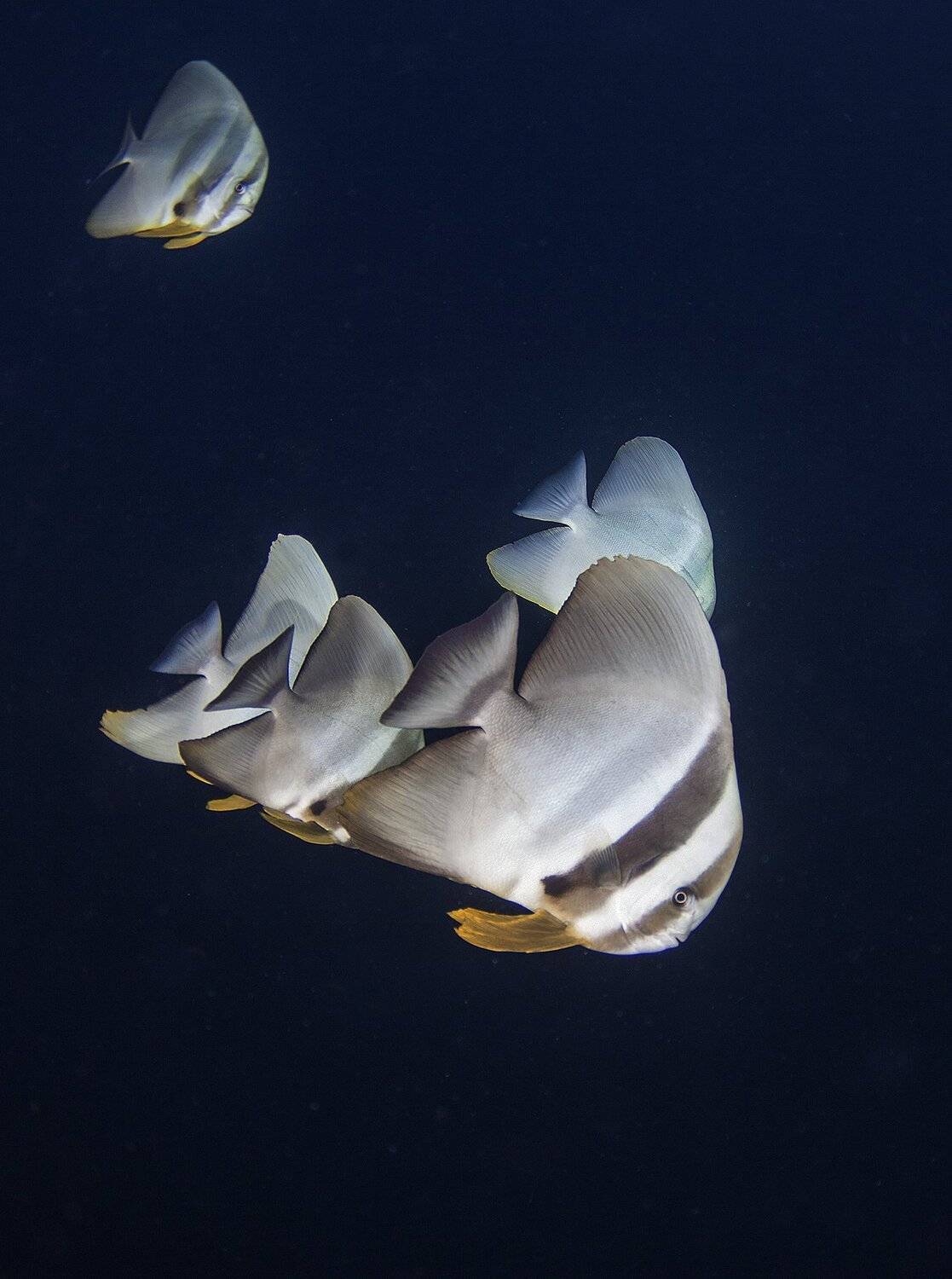 , Сергей Гаспарян