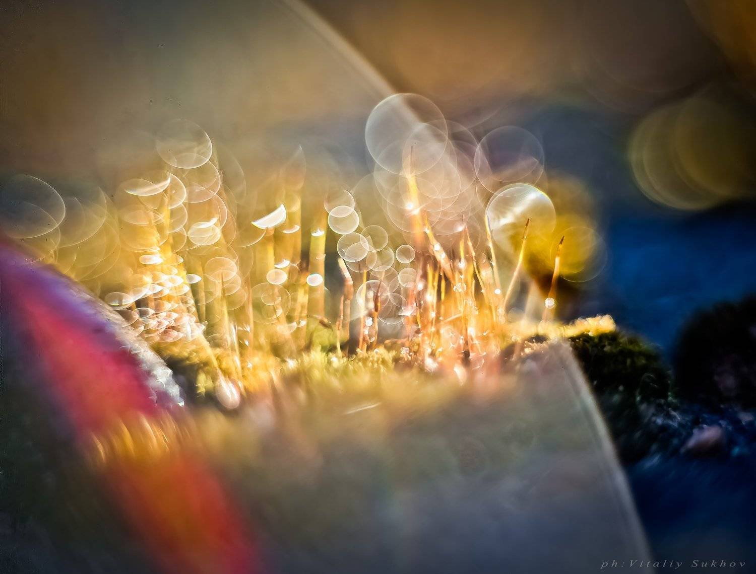 , Сухов Виталий