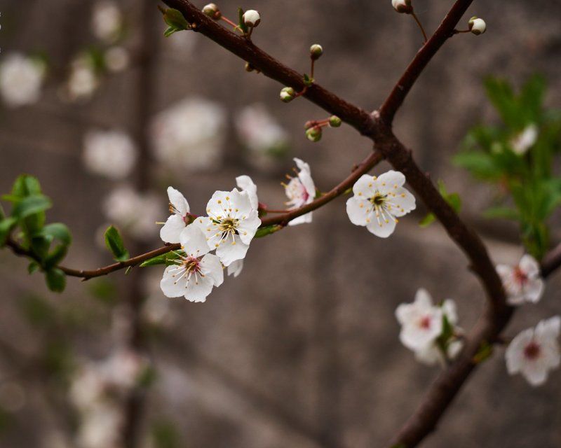 Россия, Крым, Весна, Цветы, Цветение, Природа, Гурзуф, Ялта, Деревья, Пробуждение, Оживление, Лепестки Пробуждение фото превью