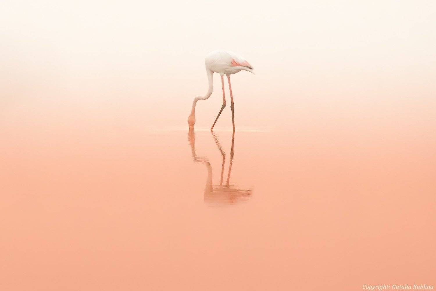 Животные, Природа, Птицы, Розовый рассвет, Тишина, Фламинго, Наталья Рублина