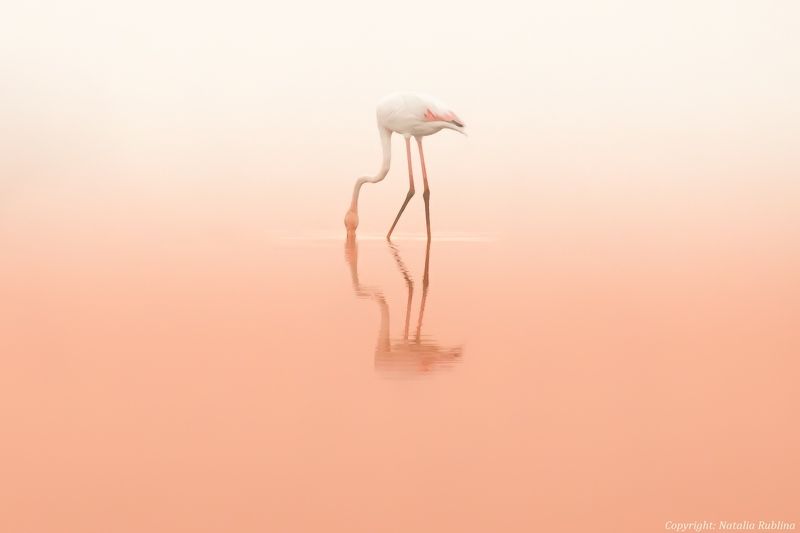 Животные, Природа, Птицы, Розовый рассвет, Тишина, Фламинго Розовая тишина ... фото превью