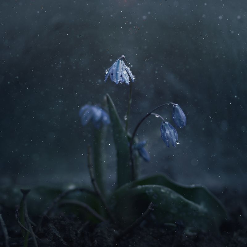 * фото превью