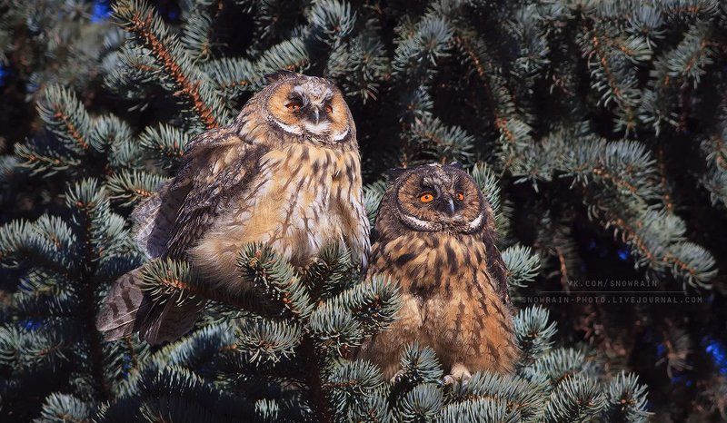 Owl, Wildlife, Wildlife photography, Анималистика, Сова, Ушастая сова, Фотоохота Заинтересованы фото превью
