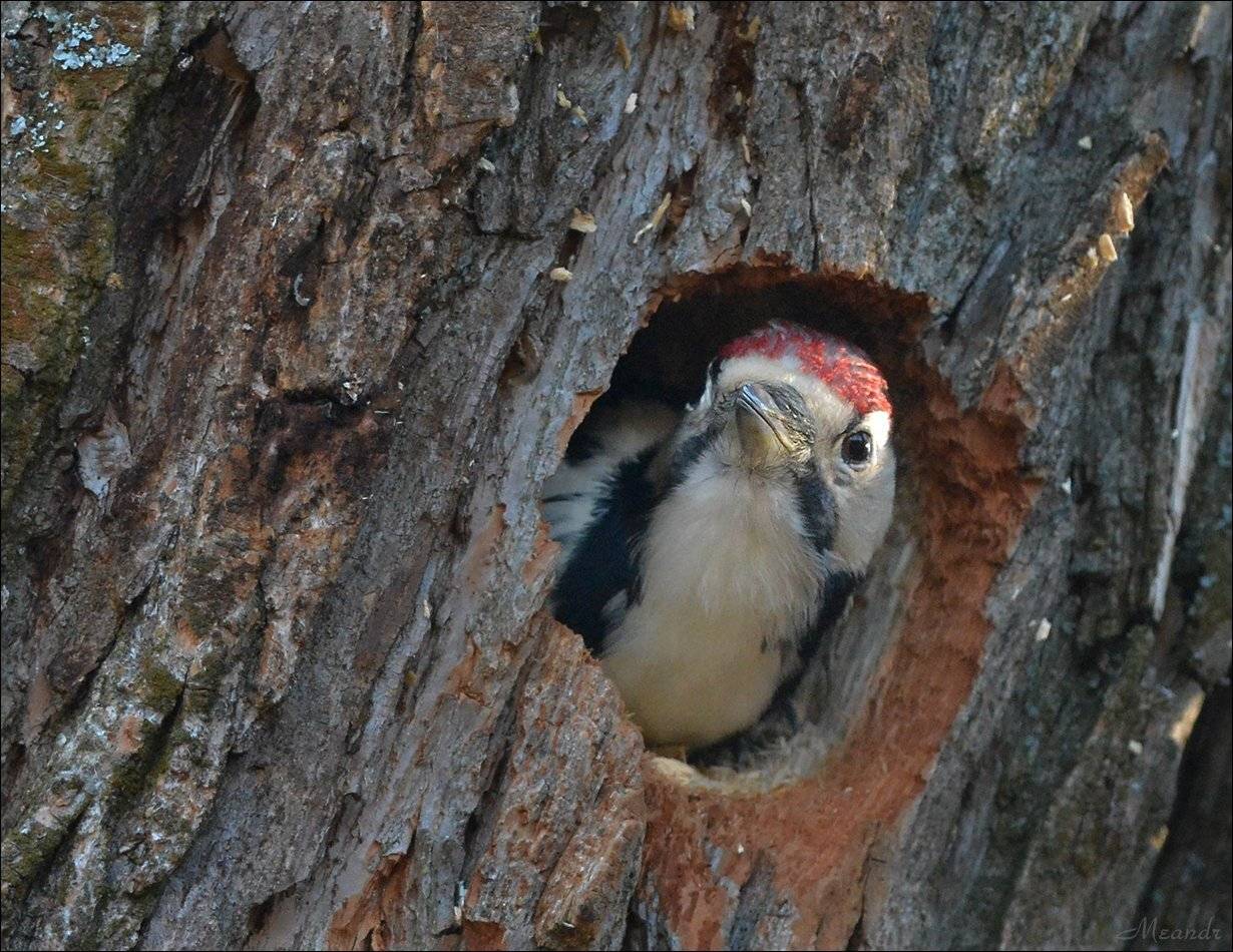 белоспинныйдятел, Андрей Медведев