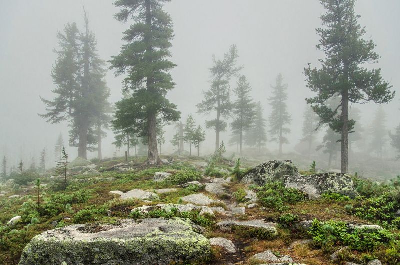 в туманном лесу я бродил... фото превью