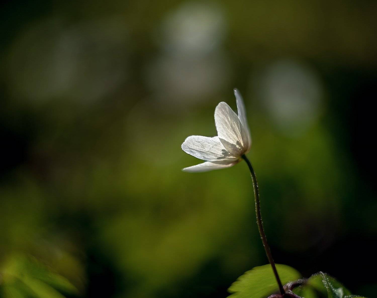 , Валерий Смирнов