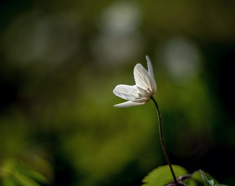 *** фото превью