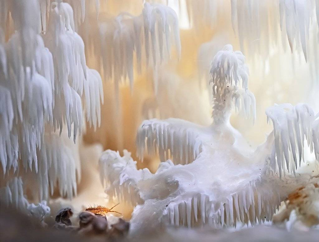 Ежевик коралловидный, Коллембола, Валерия Зверева